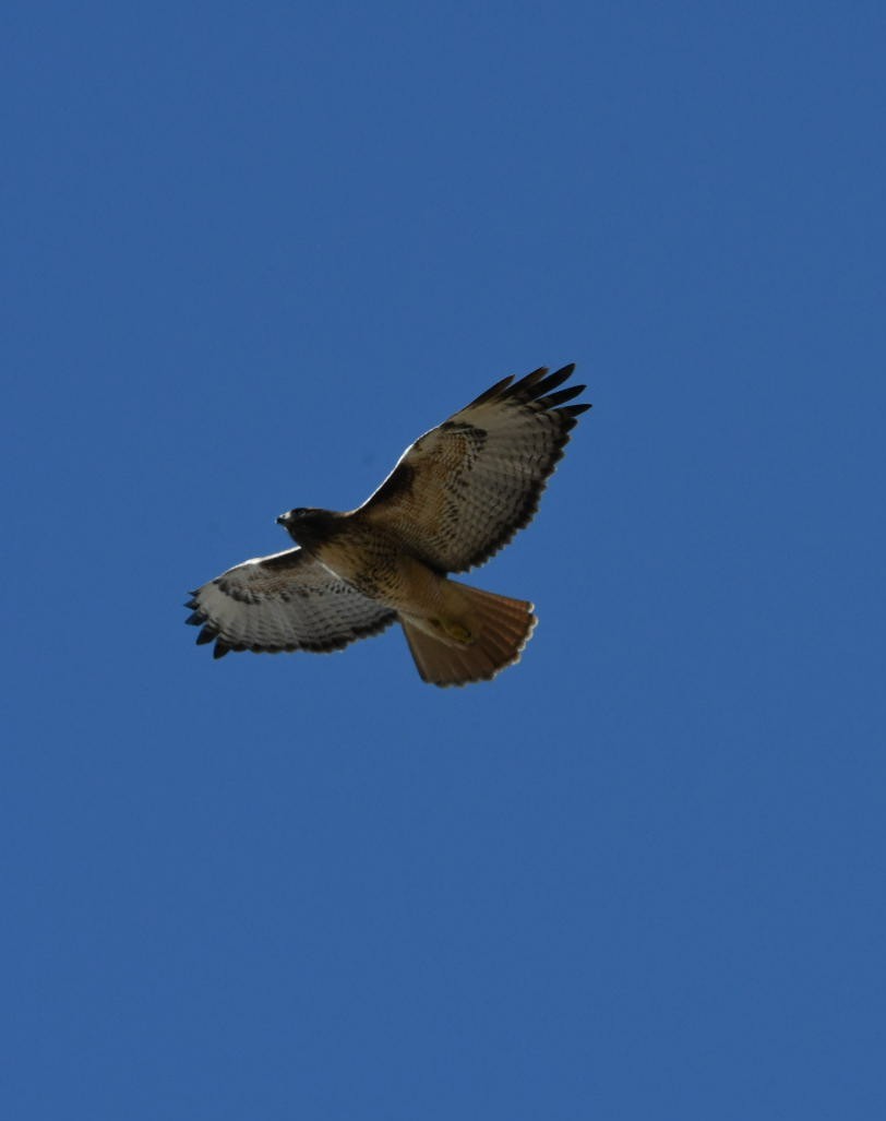 Red-tailed Hawk - ML289708721