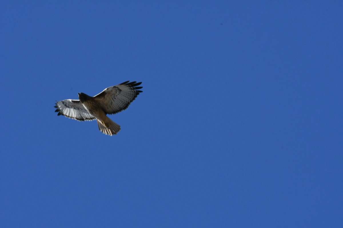 Red-tailed Hawk - Ezekiel Dobson