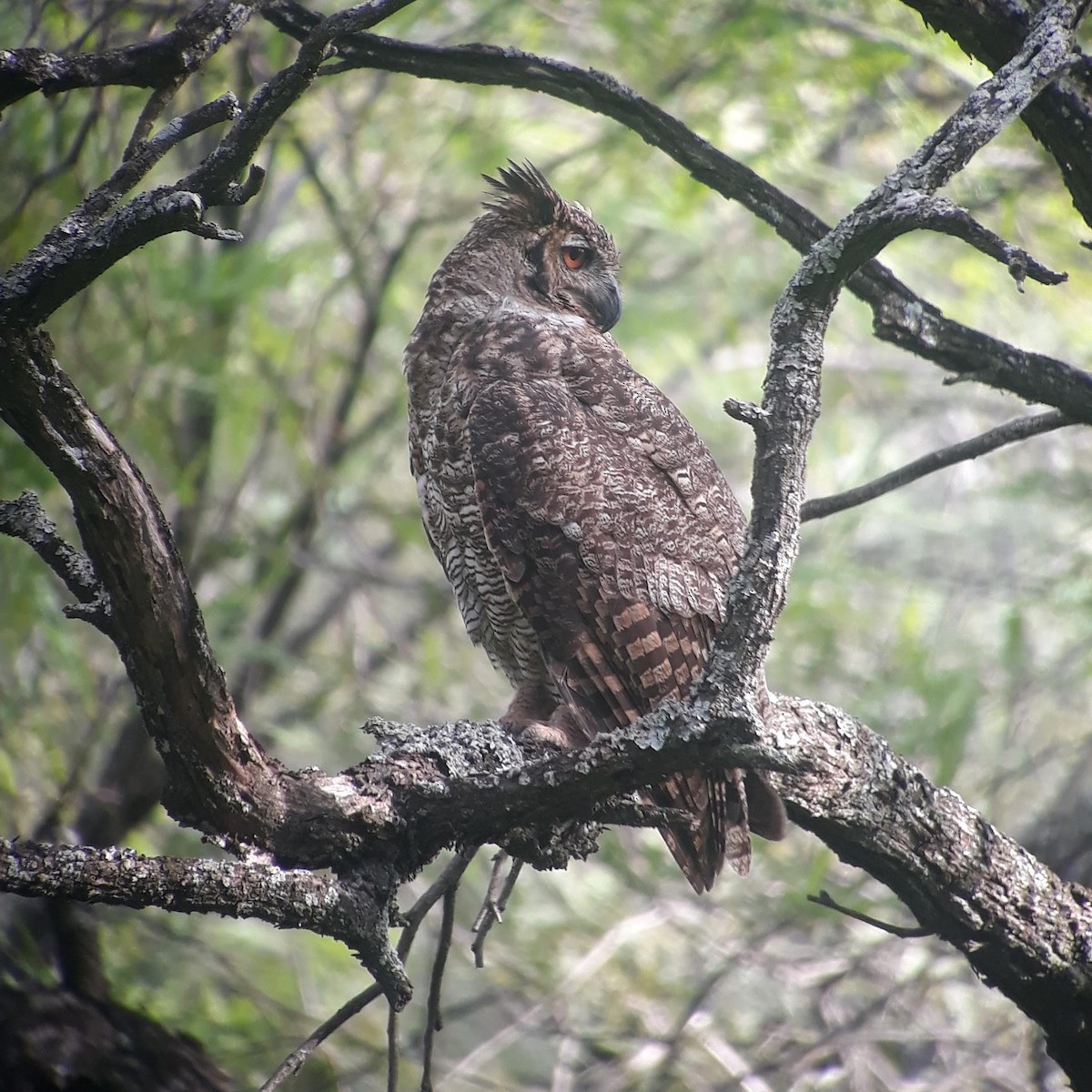Great Horned Owl - Marcos Saldivar Montalbetti CON