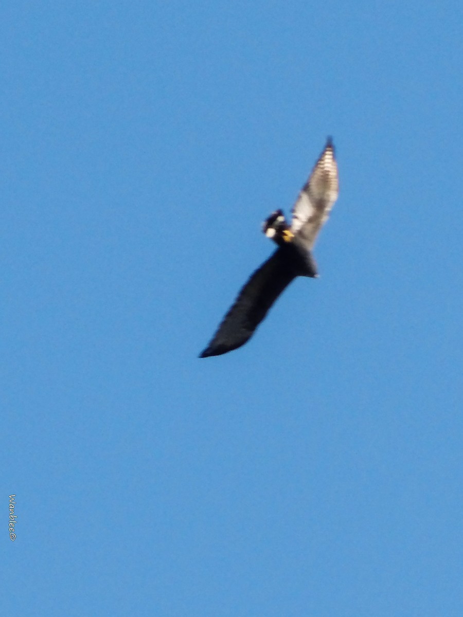 Zone-tailed Hawk - ML289712901