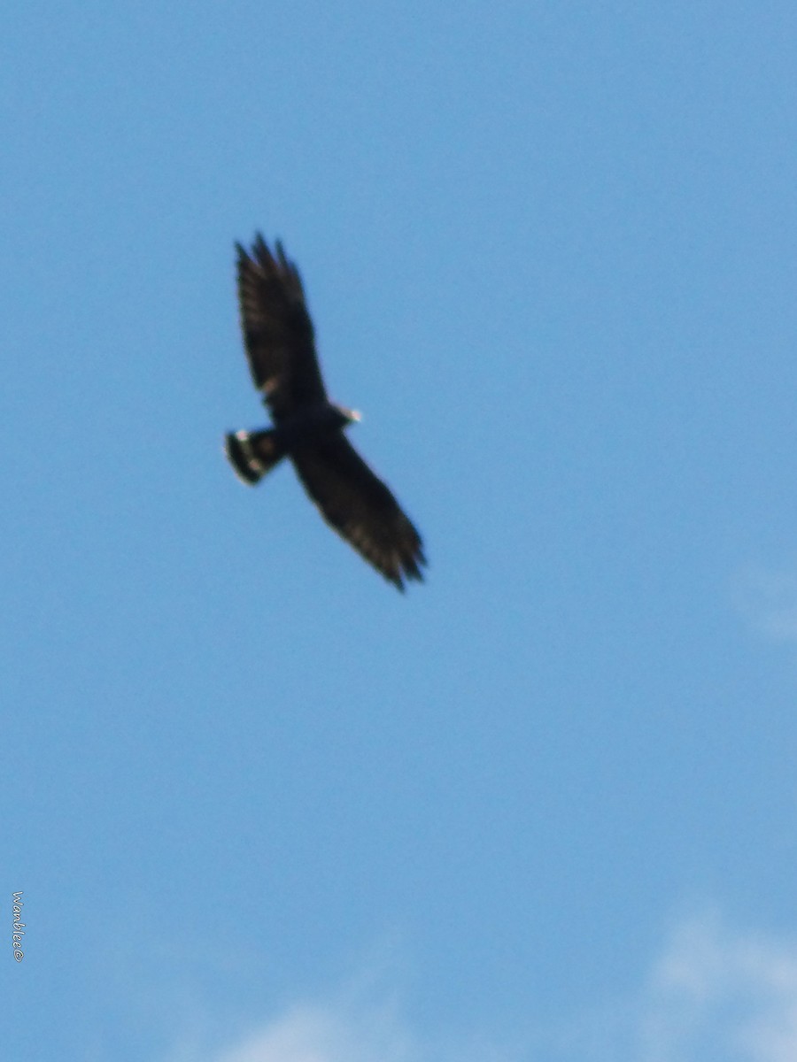 Zone-tailed Hawk - ML289712931