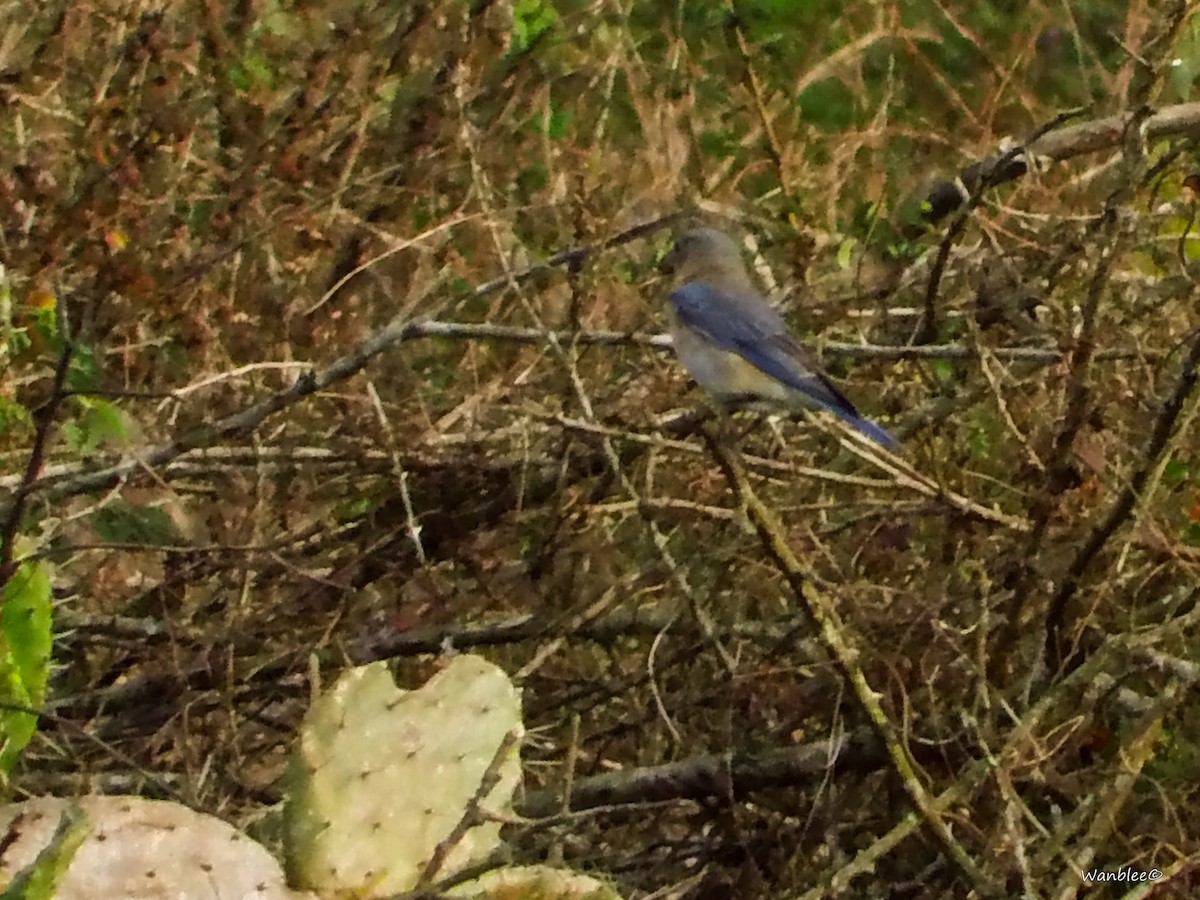 Eastern Bluebird - ML289713581