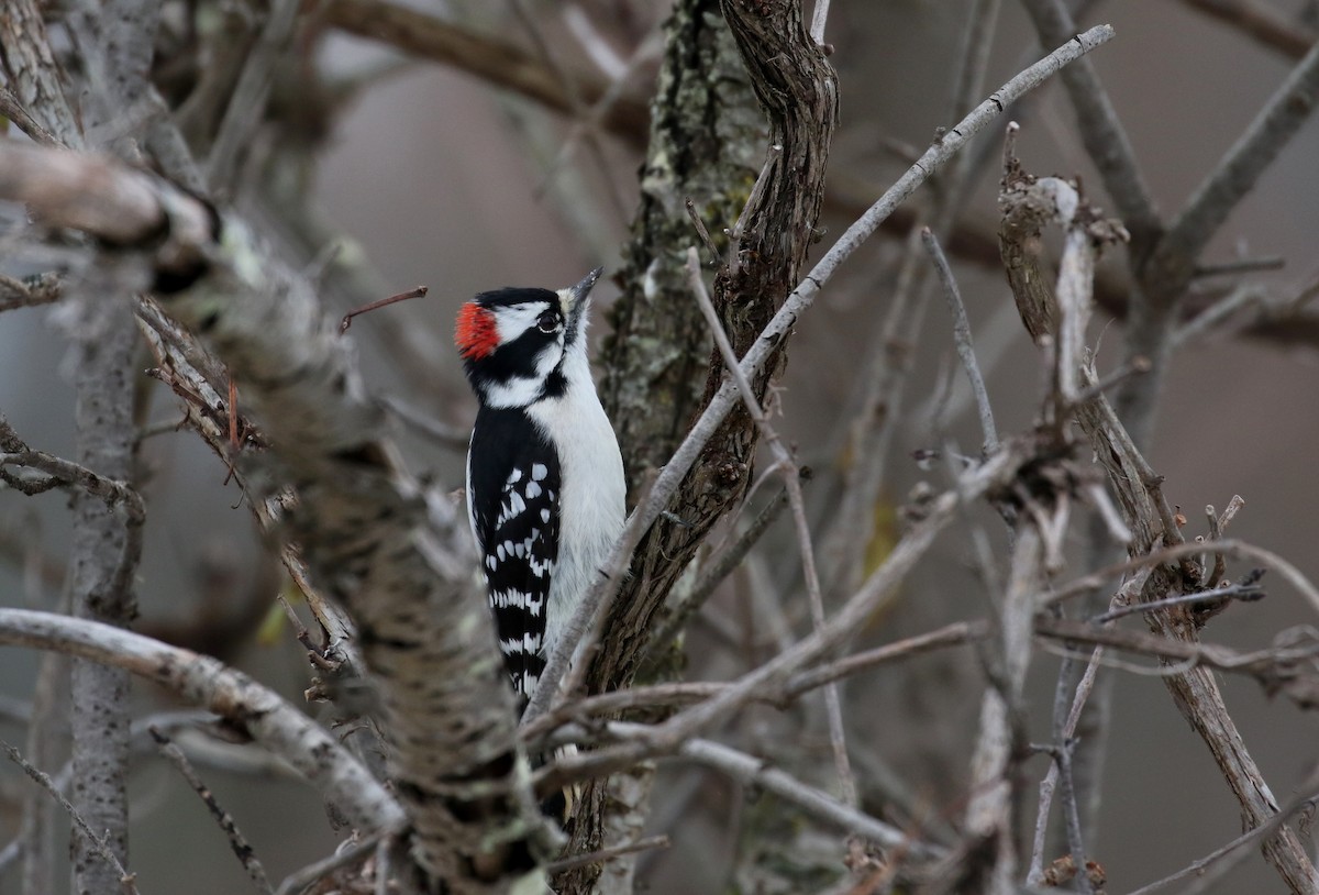 Downy Woodpecker (Eastern) - ML289714001