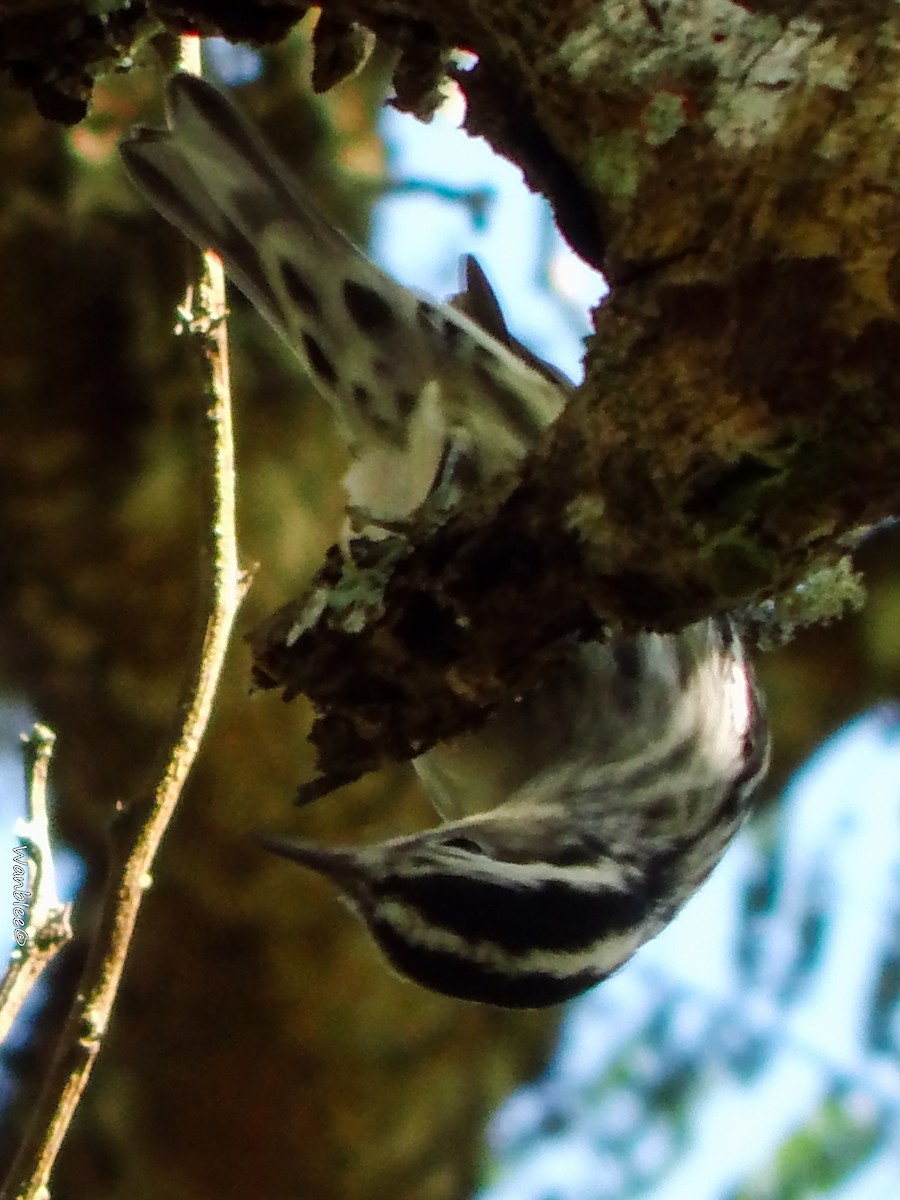 Black-and-white Warbler - ML289714041