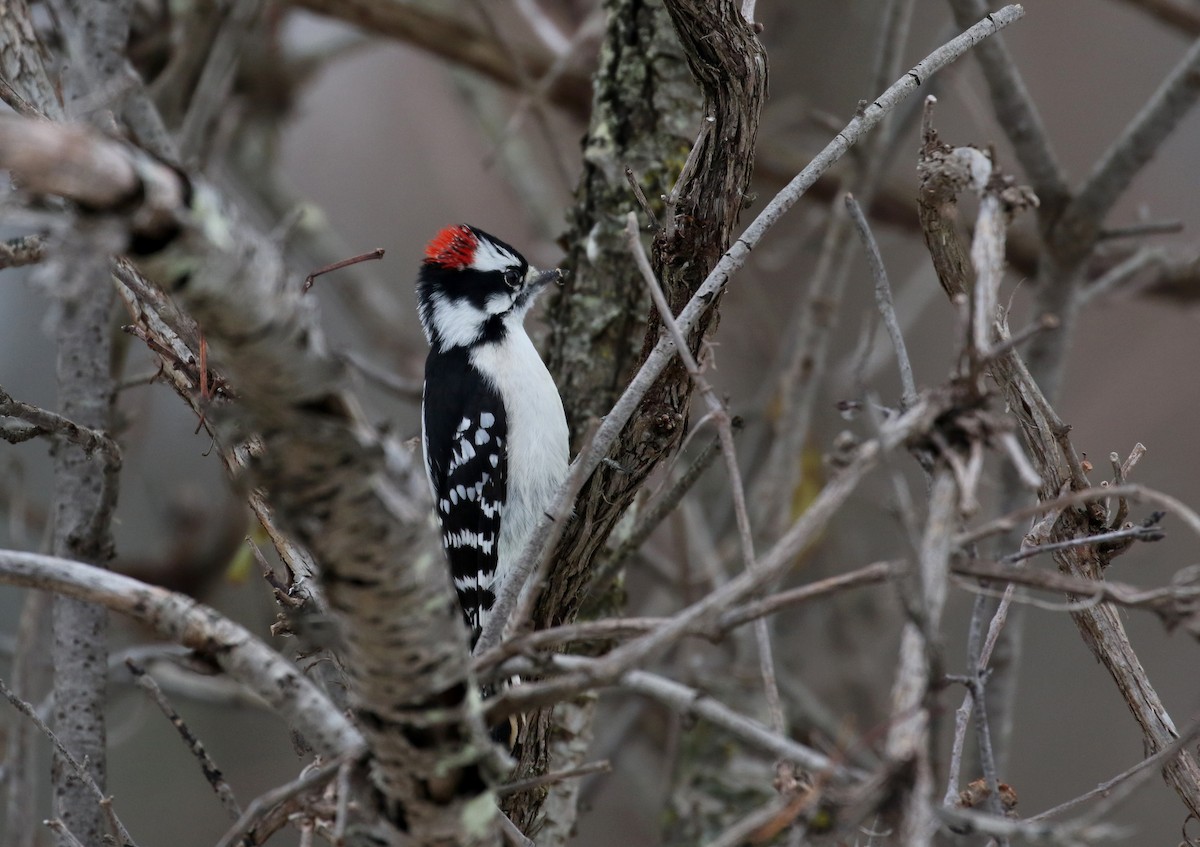 Downy Woodpecker (Eastern) - ML289714071