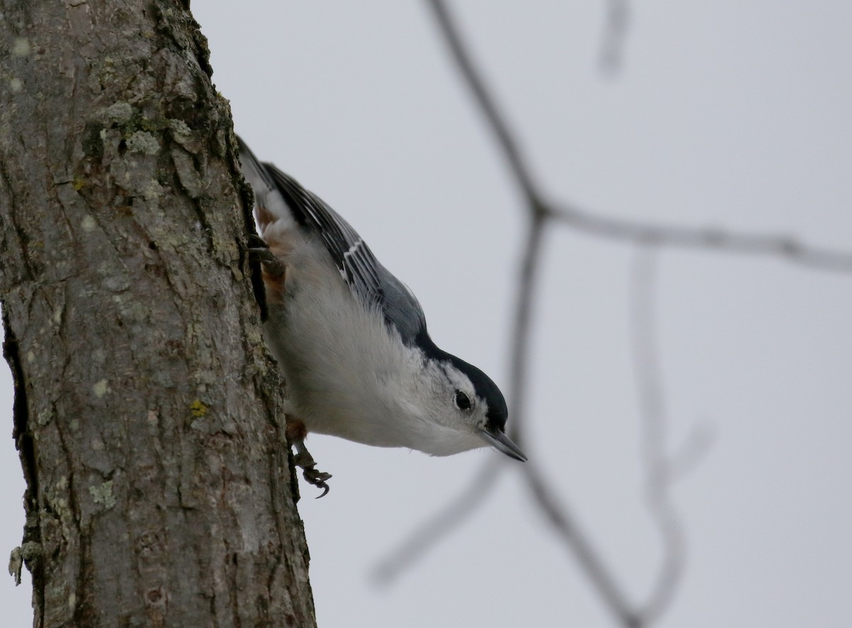 White-breasted Nuthatch (Eastern) - ML289714131