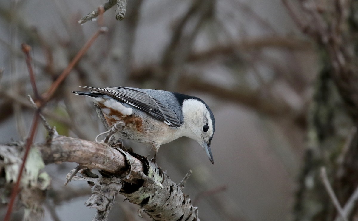 White-breasted Nuthatch (Eastern) - ML289714371