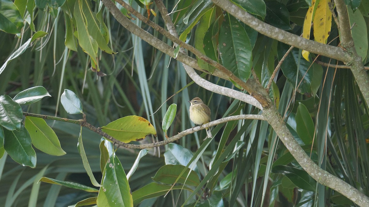 Palm Warbler (Western) - ML289715241
