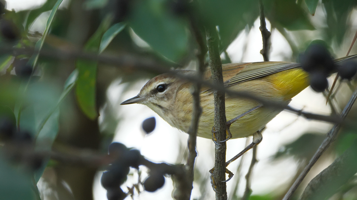 Palm Warbler (Western) - Chris Chappell