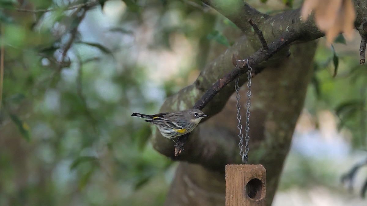 Yellow-rumped Warbler (Myrtle) - ML289715311