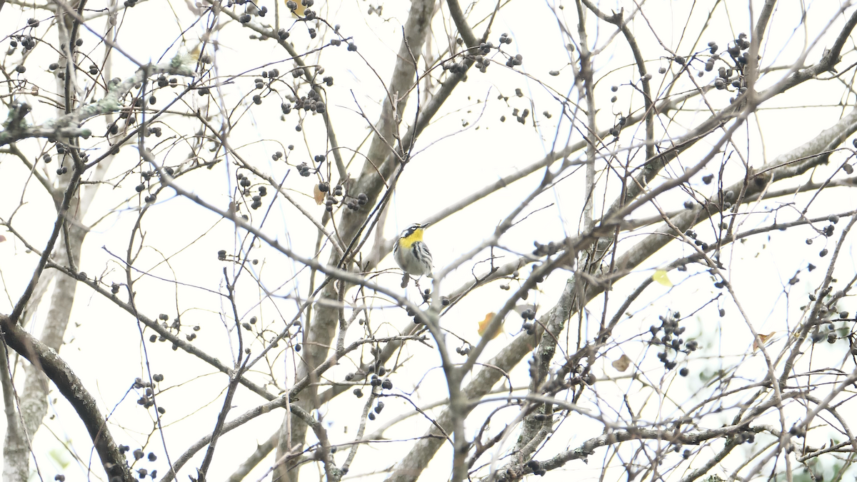 Yellow-throated Warbler (dominica/stoddardi) - ML289715411
