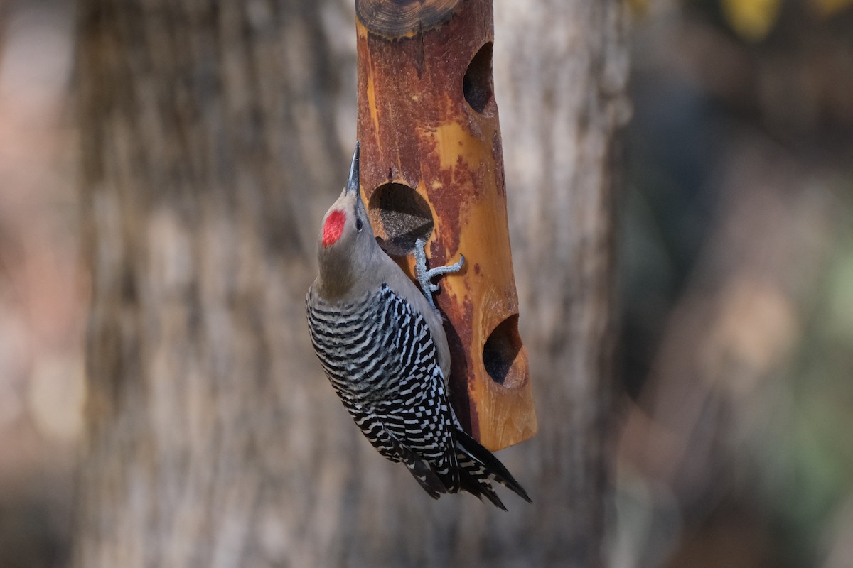 Gila Woodpecker - ML289717901