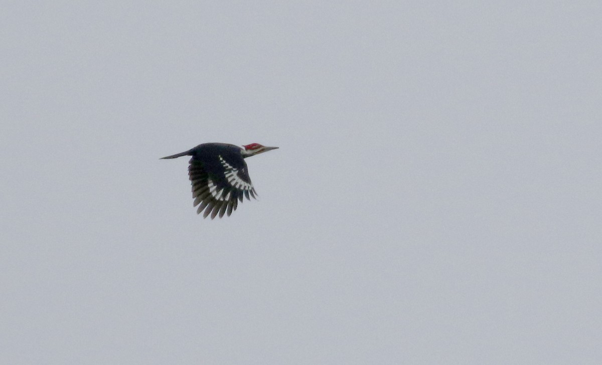 Pileated Woodpecker - ML289718281