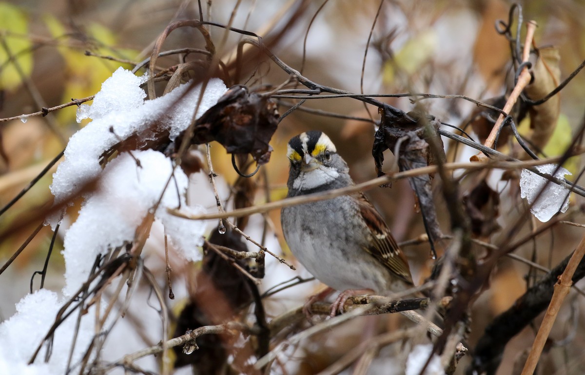 White-throated Sparrow - ML289719771