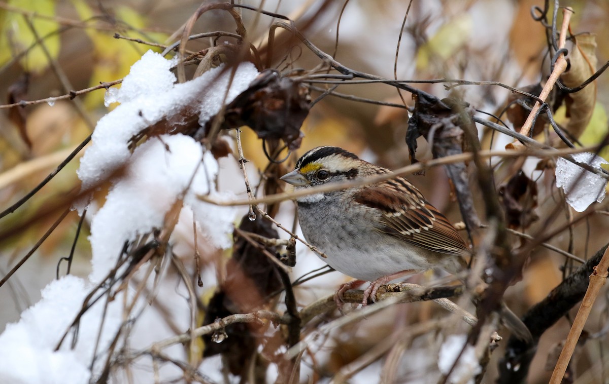 White-throated Sparrow - ML289719781
