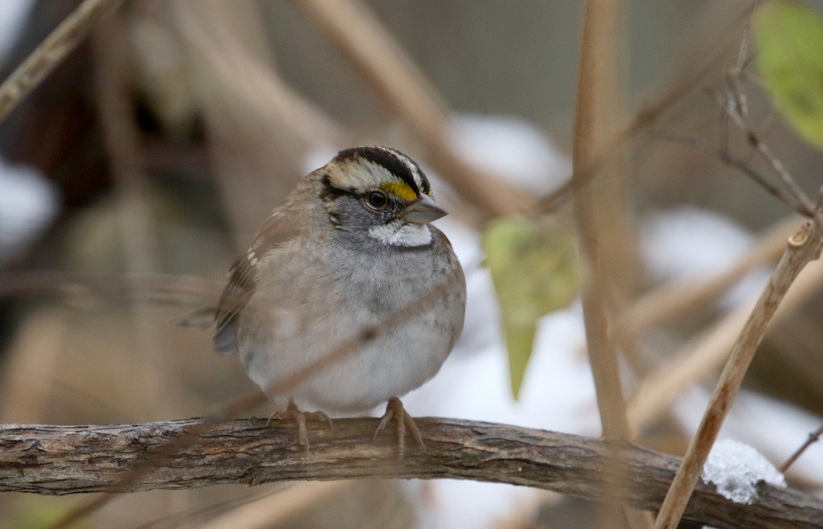 White-throated Sparrow - ML289719911