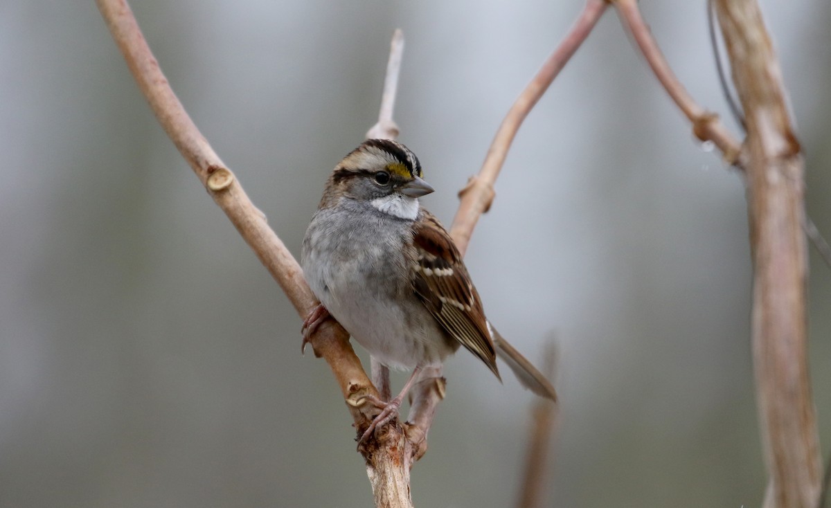 White-throated Sparrow - ML289719961