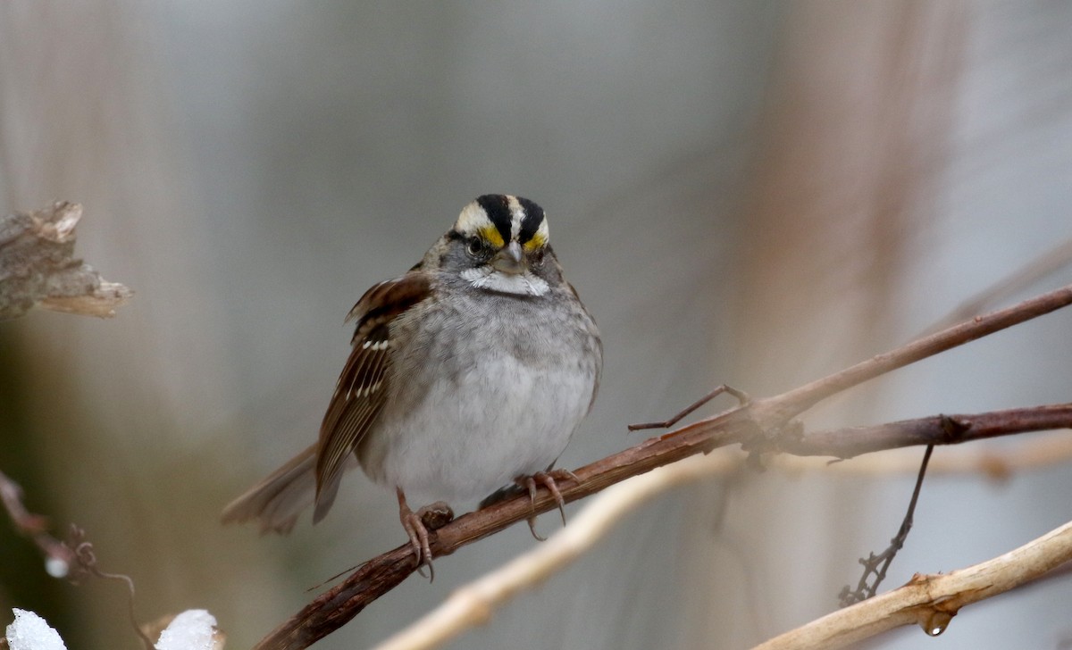 White-throated Sparrow - ML289720071