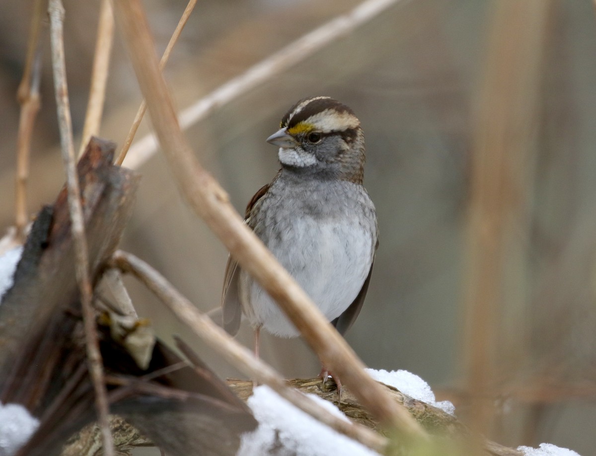 White-throated Sparrow - ML289720091