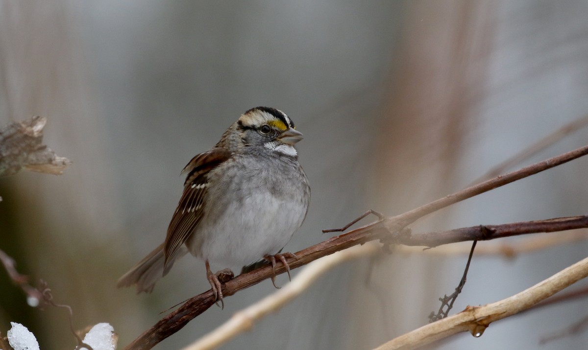 White-throated Sparrow - ML289720181