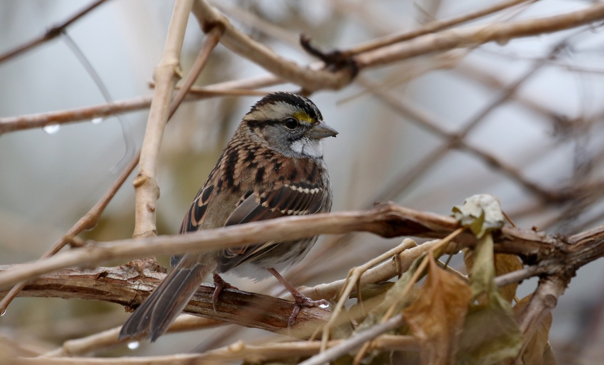 White-throated Sparrow - ML289720231