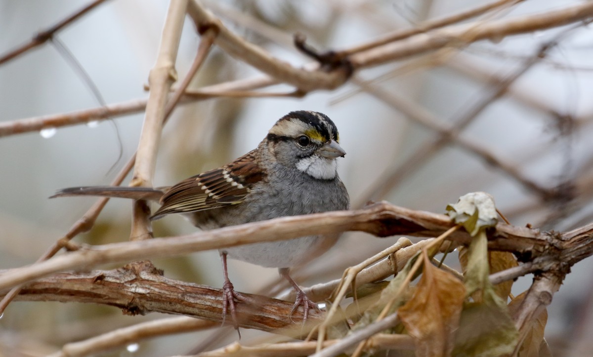White-throated Sparrow - ML289720491