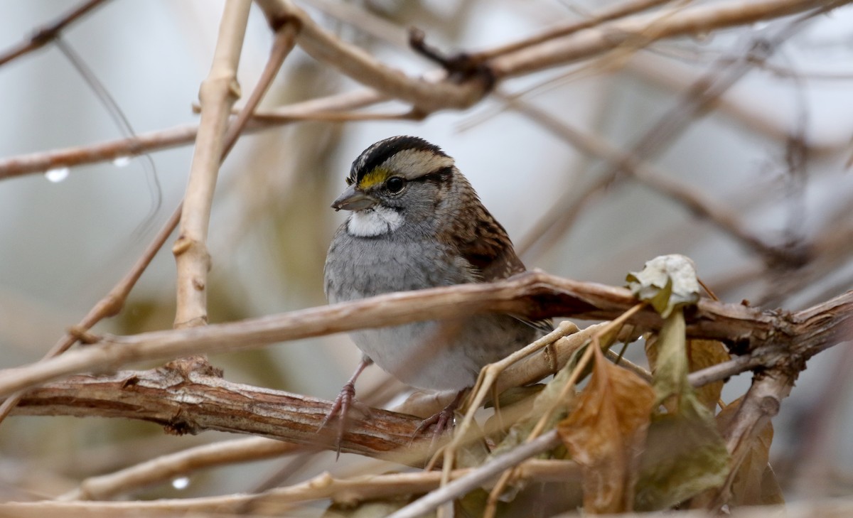 White-throated Sparrow - ML289721151