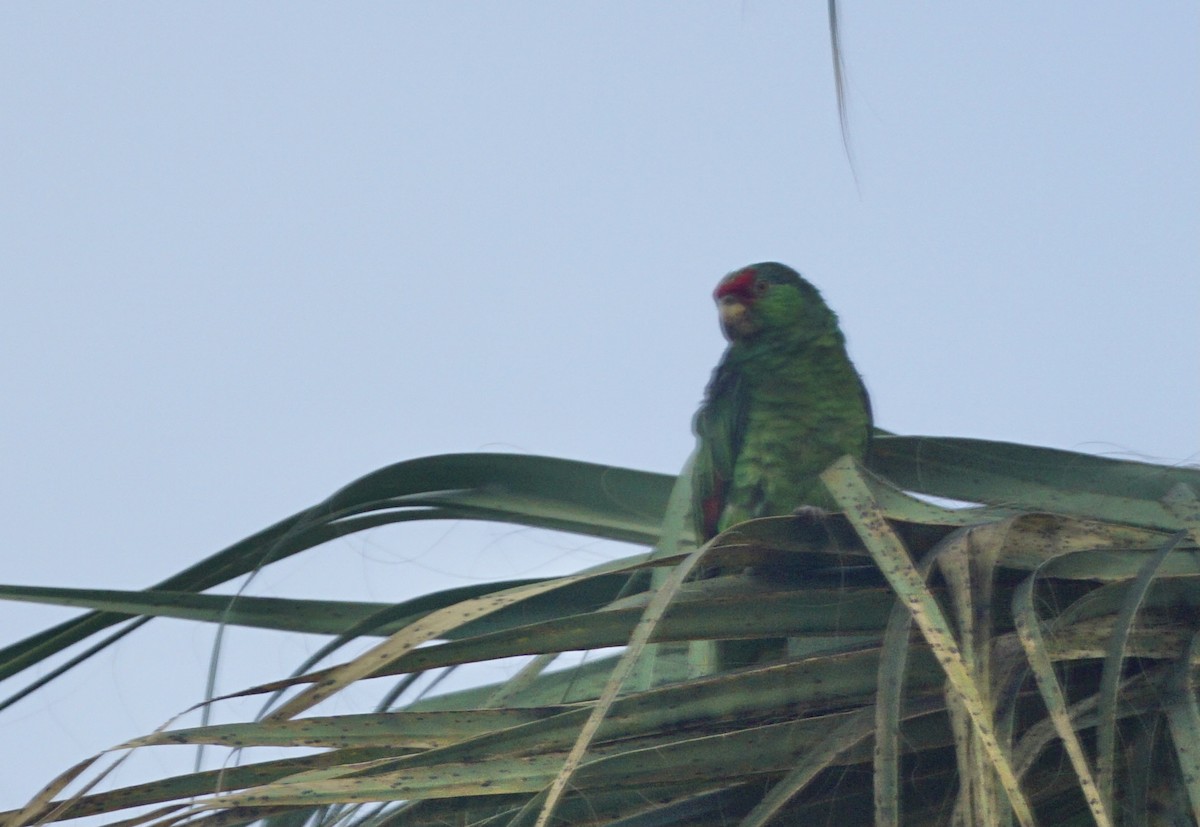 Red-crowned Parrot - ML289722711
