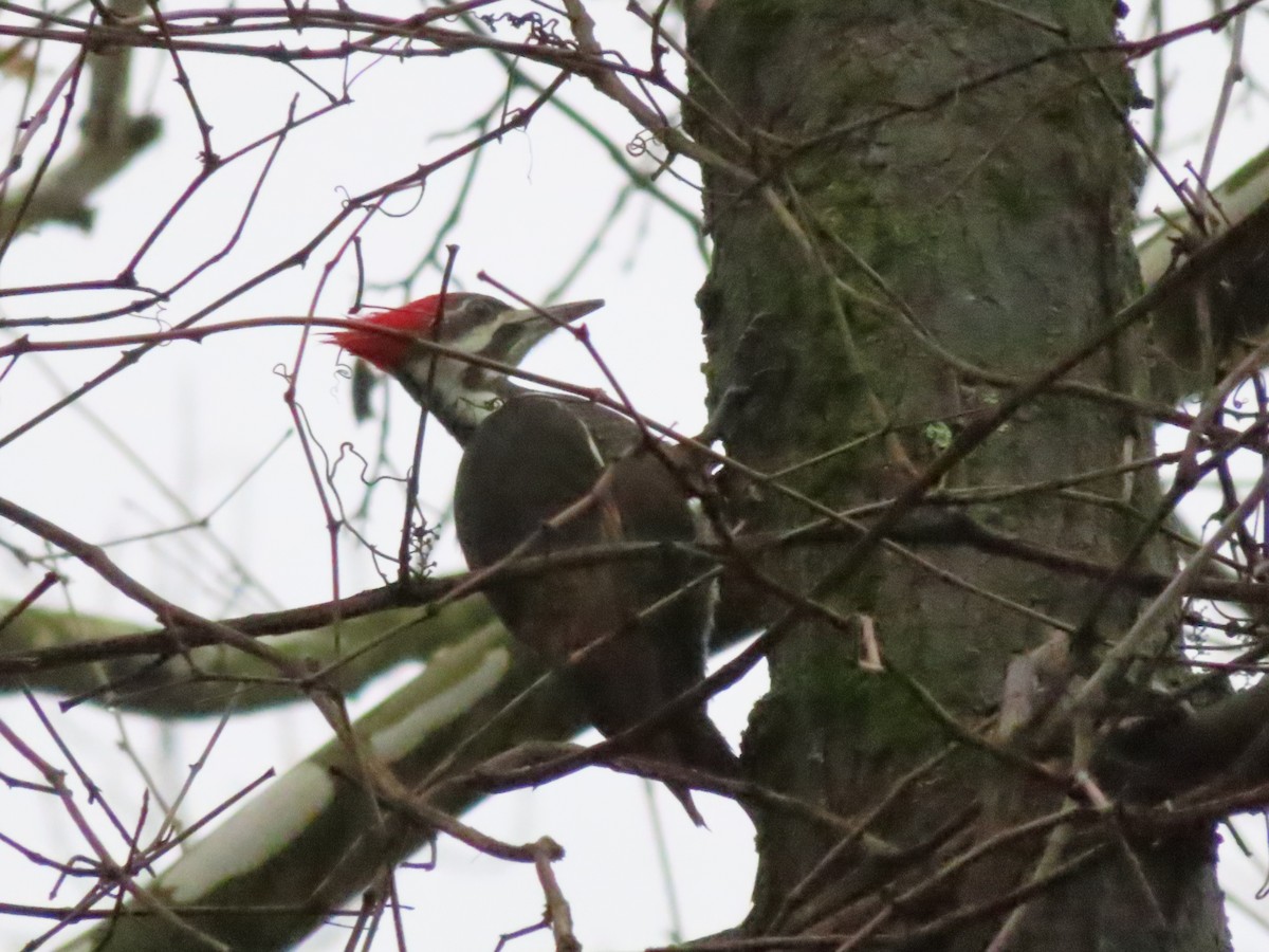 Pileated Woodpecker - ML289724471