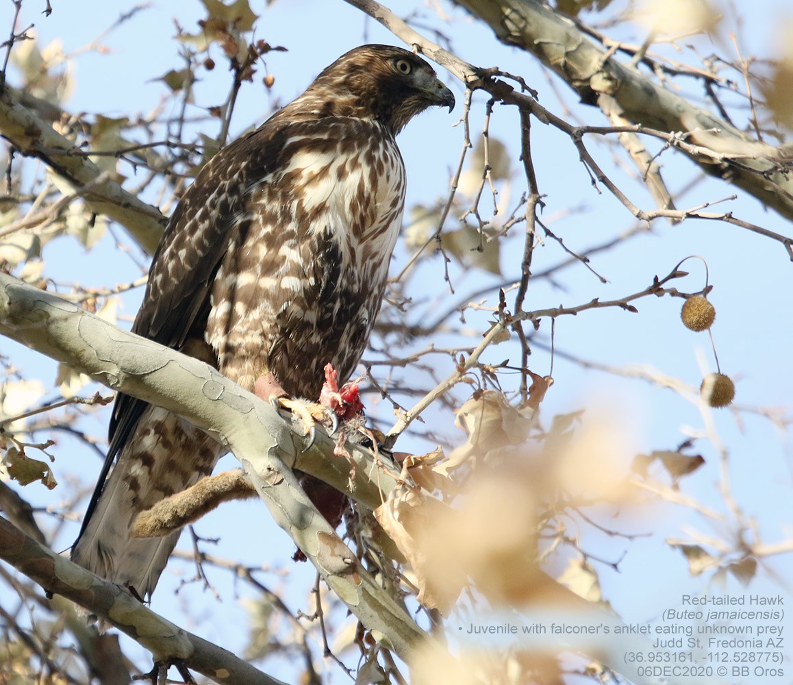 Red-tailed Hawk - BB Oros