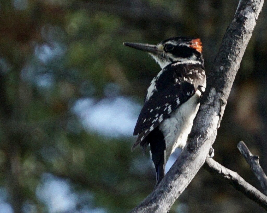 Hairy Woodpecker - Jacob Tims