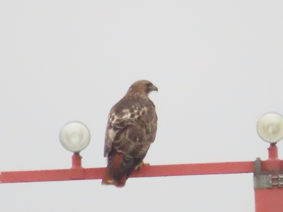 Red-tailed Hawk - ML289728281