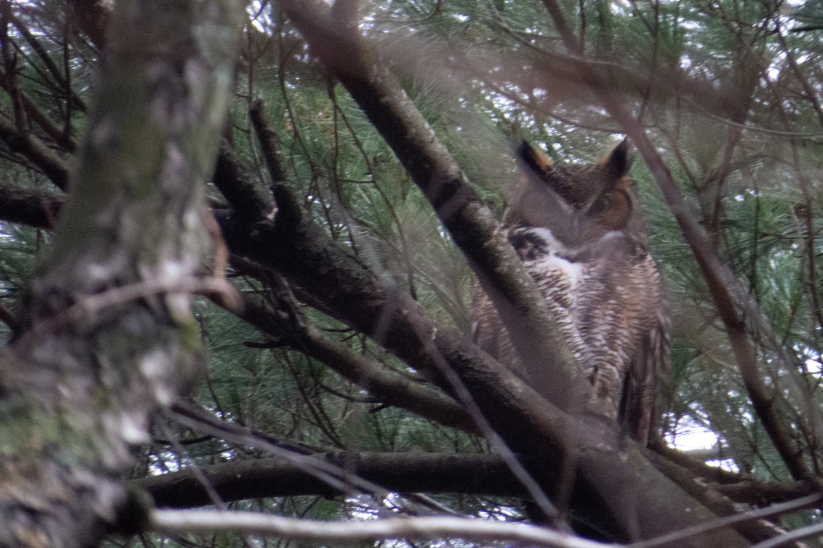 Great Horned Owl - ML289729111