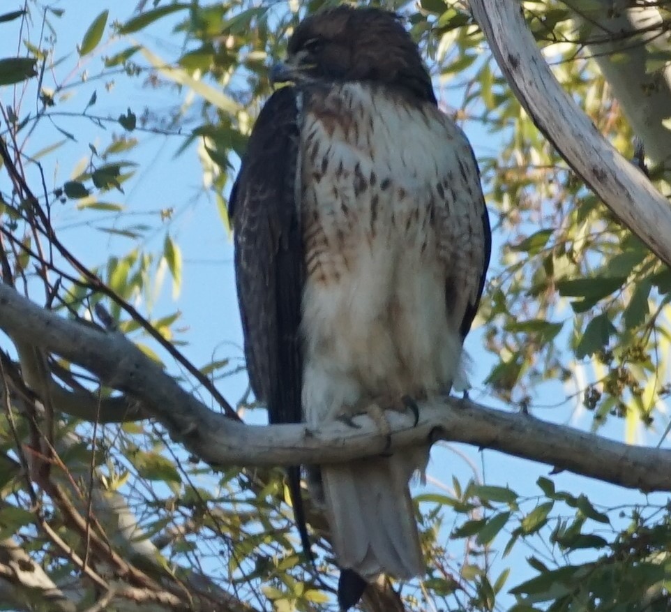 Red-tailed Hawk - ML289731011