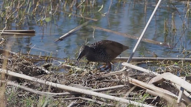Spotted Rail - ML289734701