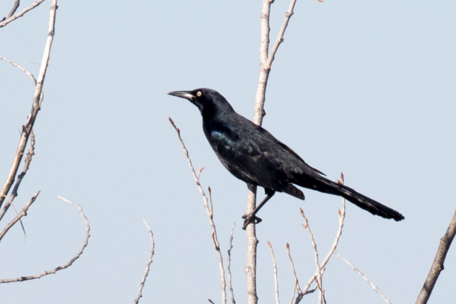 Great-tailed Grackle - ML289735961