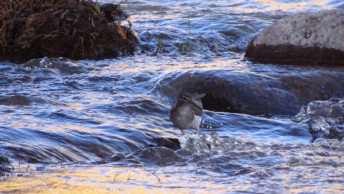 eBird Checklist 20 Dec 2020 Box Bar Recreation Site 33 species