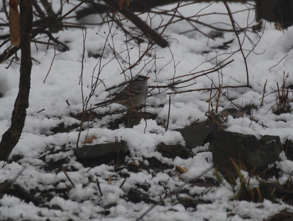 White-crowned Sparrow - Ryan Smylie