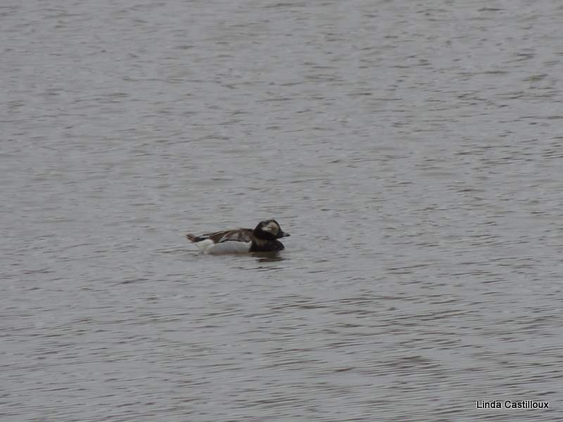 Long-tailed Duck - ML28974001