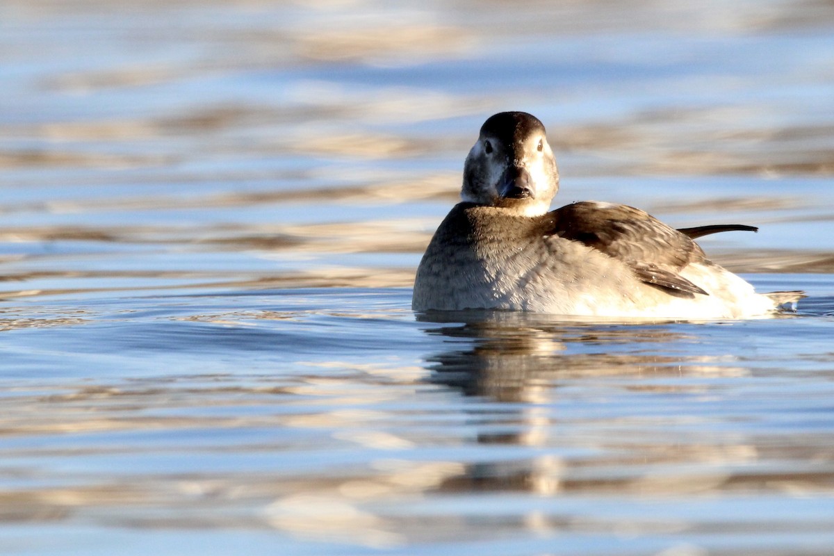 Long-tailed Duck - Peter Binstock