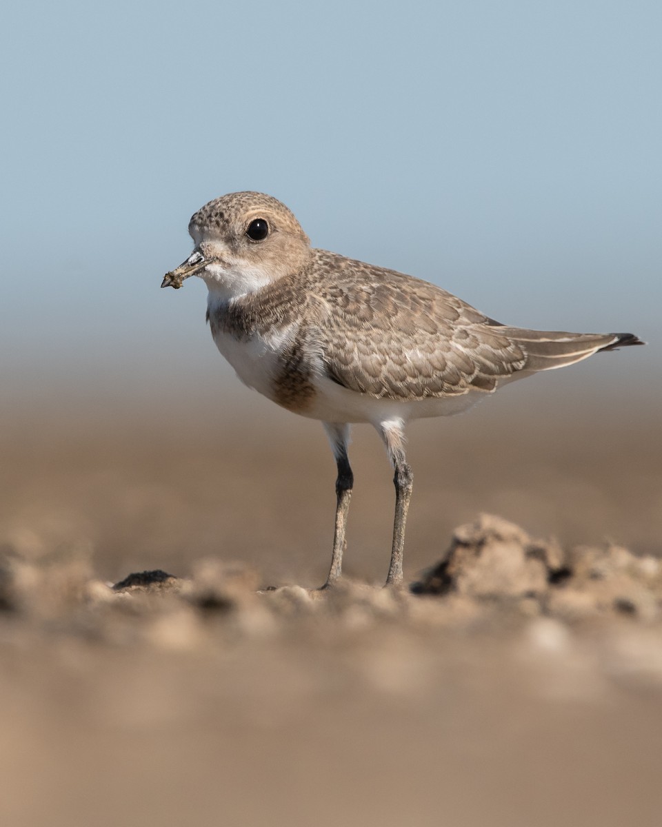 Two-banded Plover - ML289742231