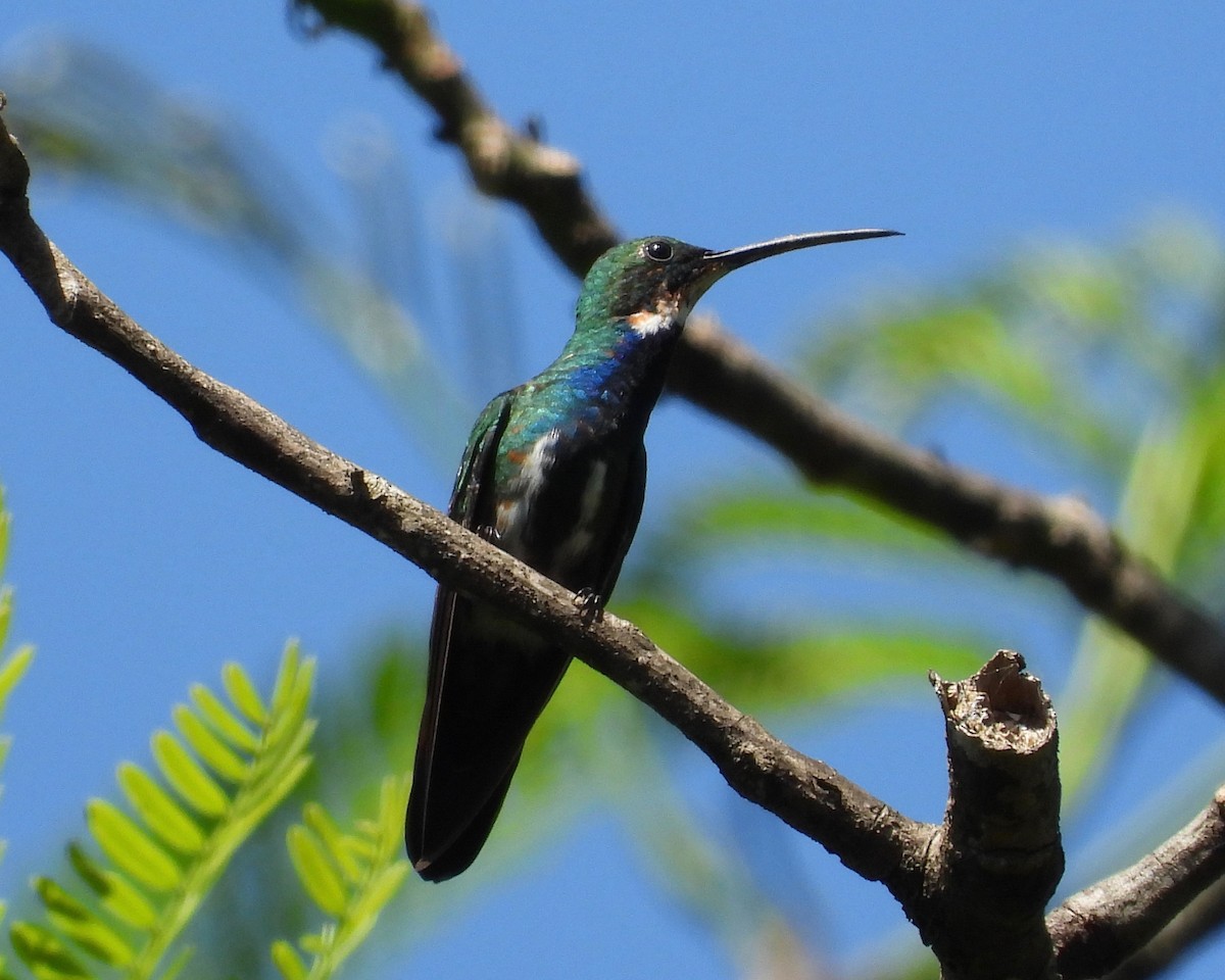 Green-breasted Mango - grete pasch