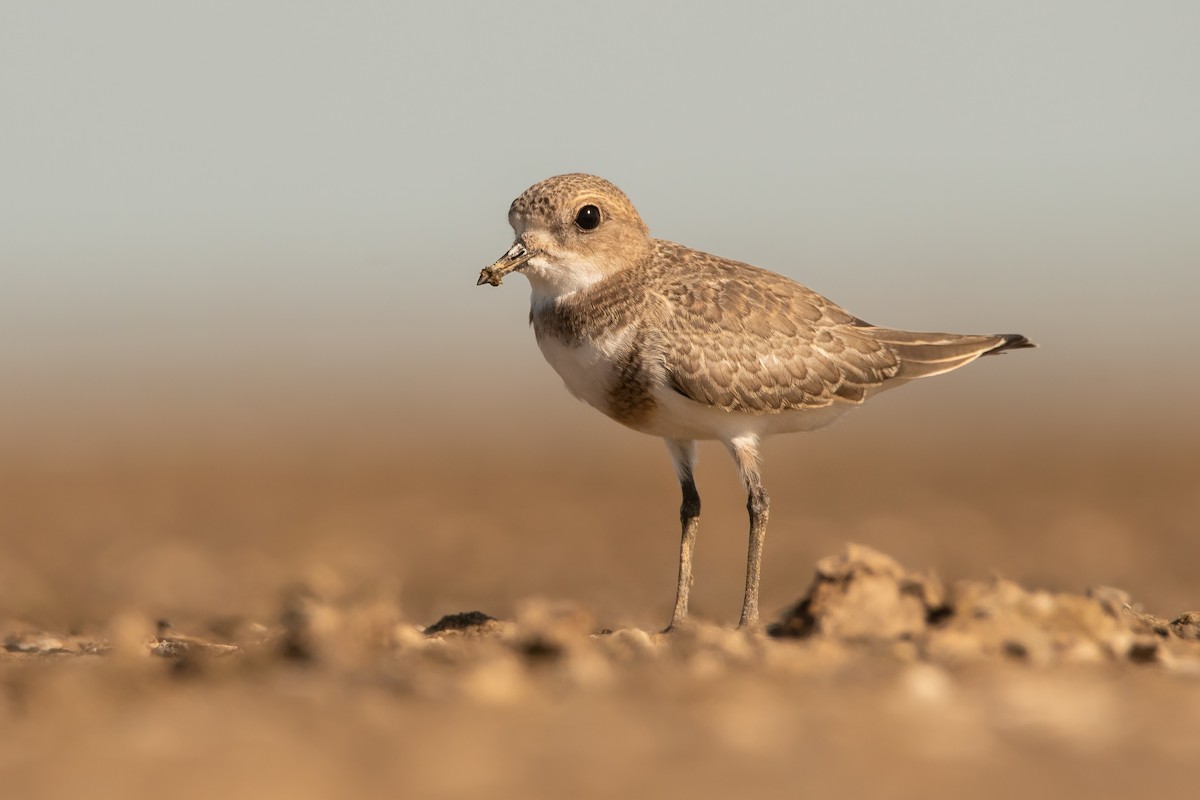 Two-banded Plover - ML289743991