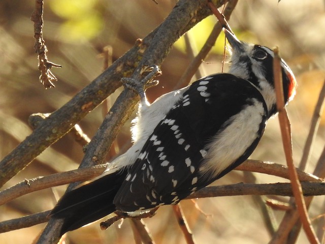Downy Woodpecker