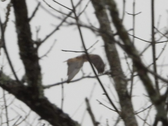 Red-tailed Hawk