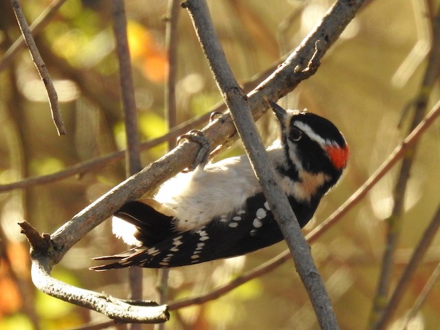 Downy Woodpecker