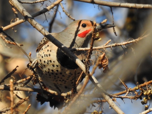 Northern Flicker (Red-shafted)