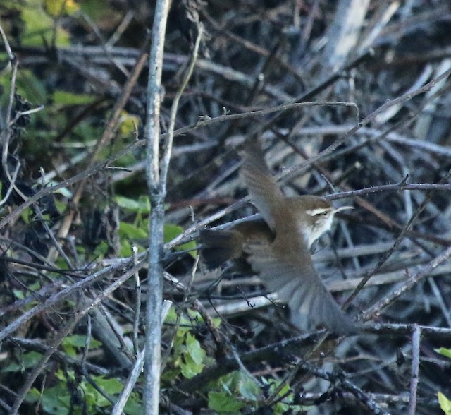 Bewick's Wren