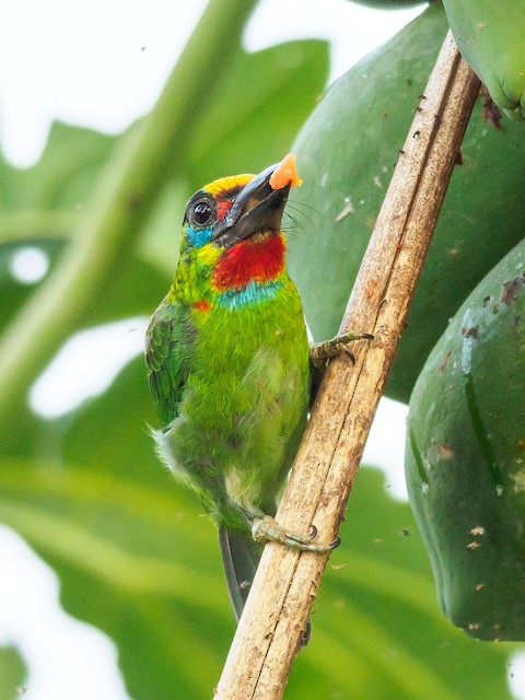 Red-throated Barbet