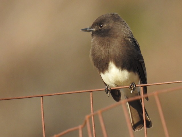 Black Phoebe